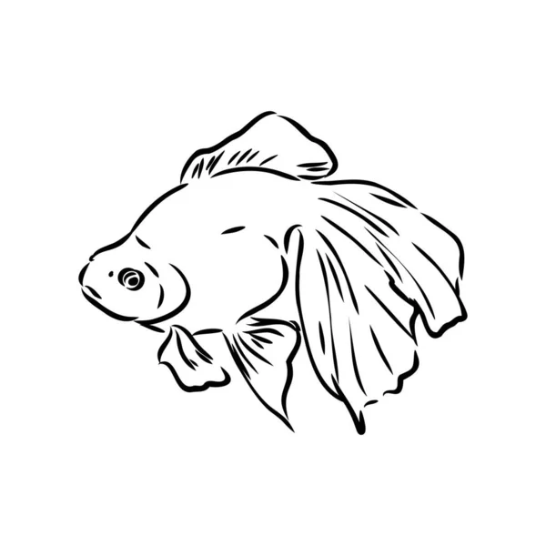 Goudvissen, handtekening, vector illustratie geïsoleerd op witte achtergrond aquarium vissen vector — Stockvector