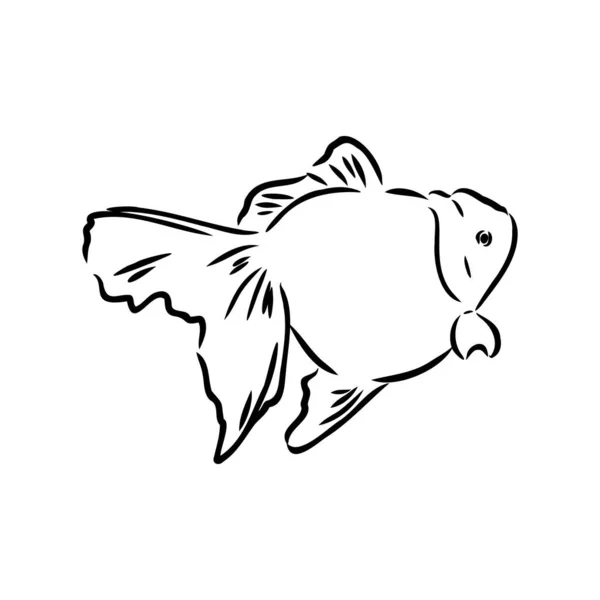 Pesci rossi, disegno a mano, illustrazione vettoriale isolata su sfondo bianco acquario vettore pesci — Vettoriale Stock