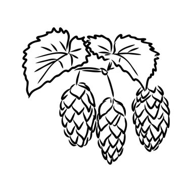 Oymacılık tarzında bira seksinin bir örneği. Poster, etiket, imza, amblem, menü için tasarım ögesi. Vektör illüstrasyonu