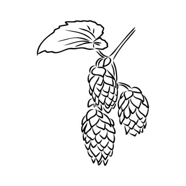 Oymacılık tarzında bira seksinin bir örneği. Poster, etiket, imza, amblem, menü için tasarım ögesi. Vektör illüstrasyonu