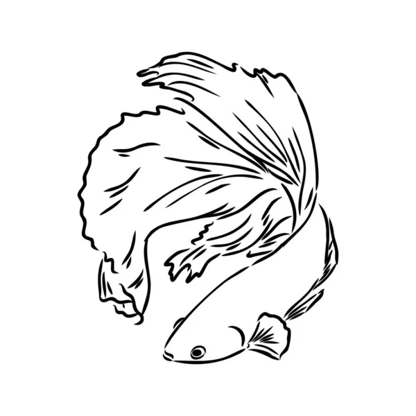 Goudvissen, handtekening, vector illustratie geïsoleerd op witte achtergrond aquarium vissen vector — Stockvector