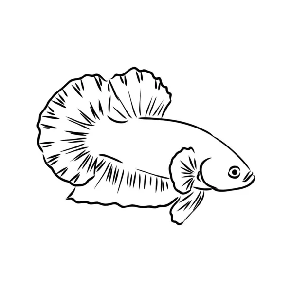 Goudvissen, handtekening, vector illustratie geïsoleerd op witte achtergrond aquarium vissen vector — Stockvector