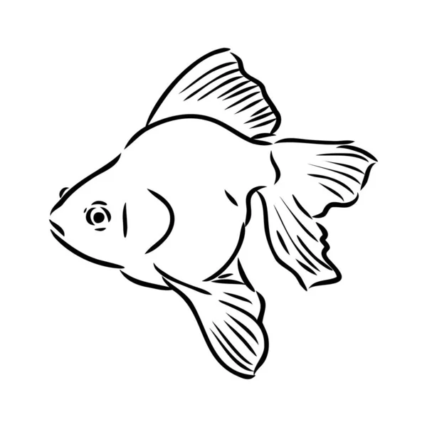 금붕어, 손으로 그린 그림, 흰 배경 수족관 물고기 벡터에 분리 된 벡터 그림 — 스톡 벡터