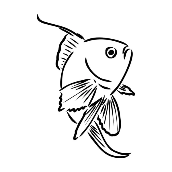 Χρυσόψαρο, σχέδιο χέρι, διανυσματική απεικόνιση απομονωμένη σε λευκό φόντο ενυδρείο ψάρια διάνυσμα — Διανυσματικό Αρχείο