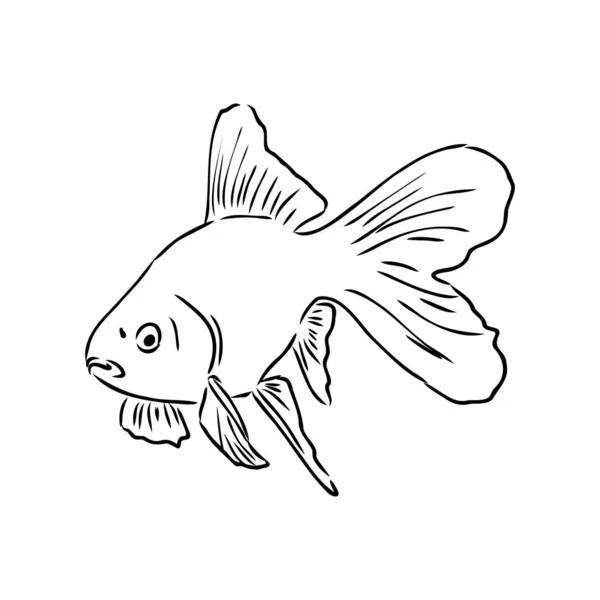 Zlatá rybka, ruční kresba, vektorové ilustrace izolované na bílém pozadí akvarijní ryby vektor — Stockový vektor