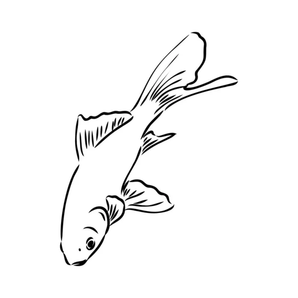 Zlatá rybka, ruční kresba, vektorové ilustrace izolované na bílém pozadí akvarijní ryby vektor — Stockový vektor