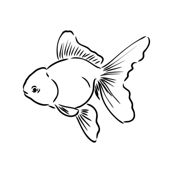 Ikan mas, gambar tangan, gambar vektor diisolasi pada latar belakang putih akuarium ikan vektor - Stok Vektor