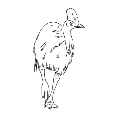 El çizimi siyah beyaz Cassowary beyaz arka planda izole. Retro biçiminde vektör illüstrasyonu.