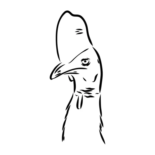 Cassowary preto e branco desenhado à mão isolado sobre fundo branco. Ilustração vetorial em estilo retro. —  Vetores de Stock