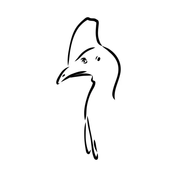 Cassowary preto e branco desenhado à mão isolado sobre fundo branco. Ilustração vetorial em estilo retro. — Vetor de Stock