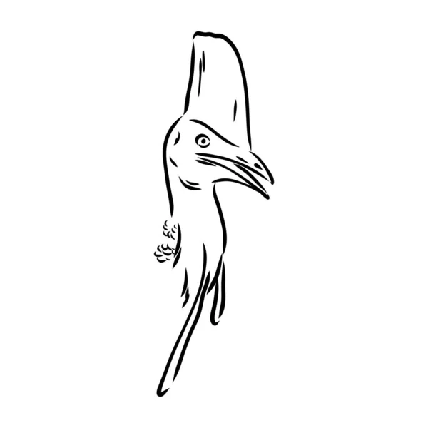 Cassowary preto e branco desenhado à mão isolado sobre fundo branco. Ilustração vetorial em estilo retro. — Vetor de Stock