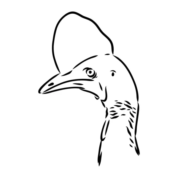 Cassowary preto e branco desenhado à mão isolado sobre fundo branco. Ilustração vetorial em estilo retro. —  Vetores de Stock