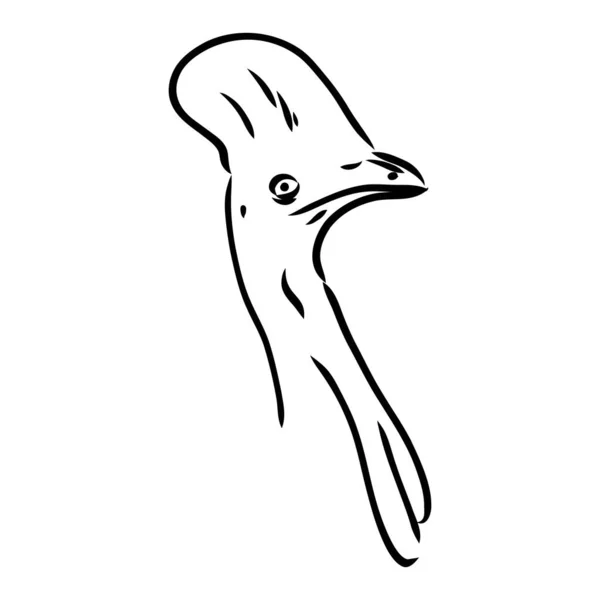 Cassowary preto e branco desenhado à mão isolado sobre fundo branco. Ilustração vetorial em estilo retro. —  Vetores de Stock