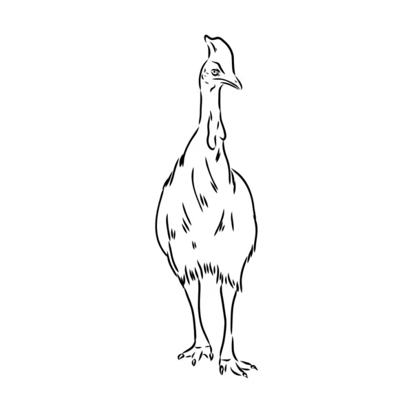 Cassowary preto e branco desenhado à mão isolado sobre fundo branco. Ilustração vetorial em estilo retro. — Vetor de Stock