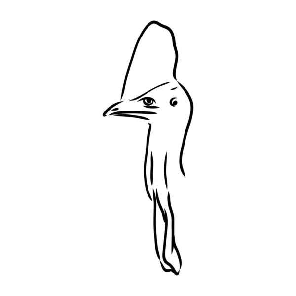 Cassowary preto e branco desenhado à mão isolado sobre fundo branco. Ilustração vetorial em estilo retro. — Vetor de Stock
