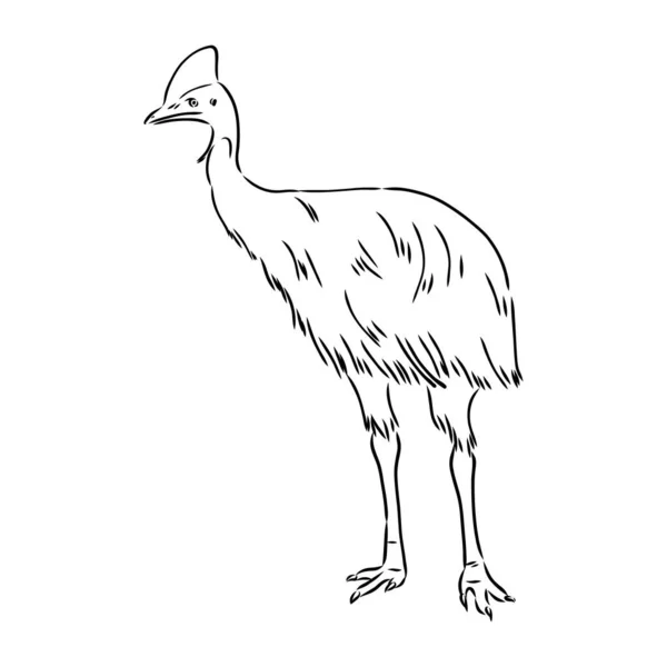 Cassowary preto e branco desenhado à mão isolado sobre fundo branco. Ilustração vetorial em estilo retro. —  Vetores de Stock