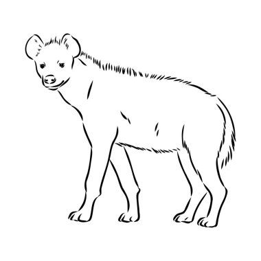 Sırtlanın grafiksel klasik çizimi, vektör illüstrasyonu