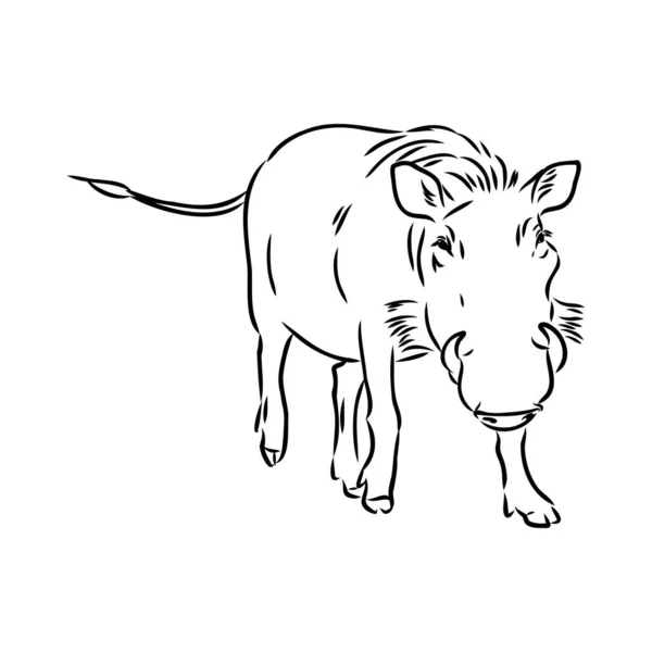 Black and white vector line drawing of a Warthog — Stock Vector