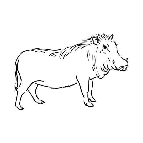Schwarz-weiße Vektorlinienzeichnung eines Warzenschweins — Stockvektor