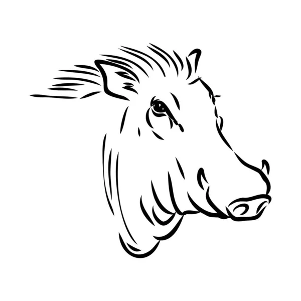 Black and white vector line drawing of a Warthog — Stock Vector