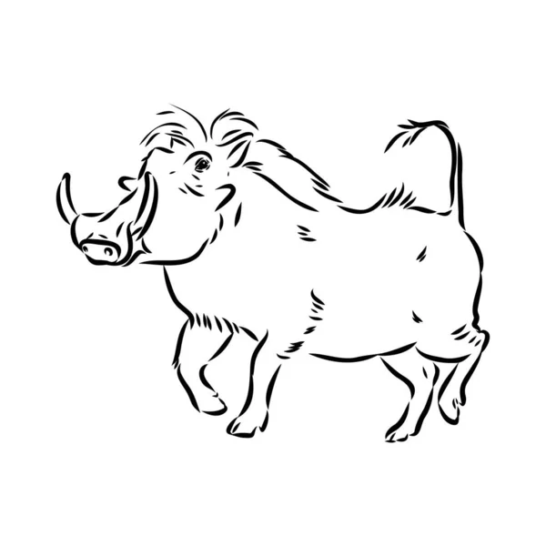 Black and white vector line drawing of a Warthog — Stock Vector