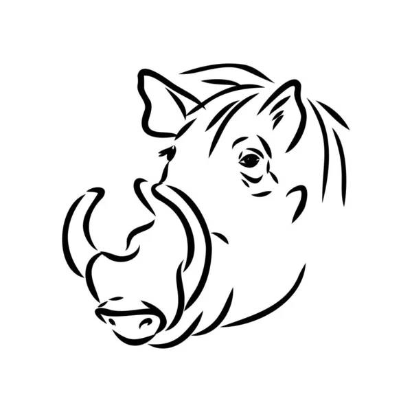 Dibujo de línea vectorial en blanco y negro de un Warthog — Archivo Imágenes Vectoriales