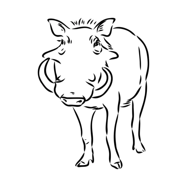 Black and white vector line drawing of a Warthog — Stock Vector