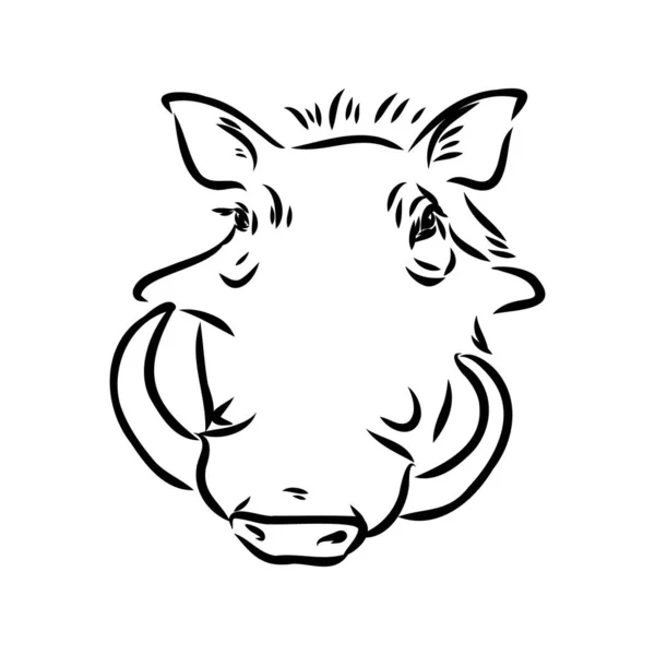 Dibujo de línea vectorial en blanco y negro de un Warthog — Vector de stock