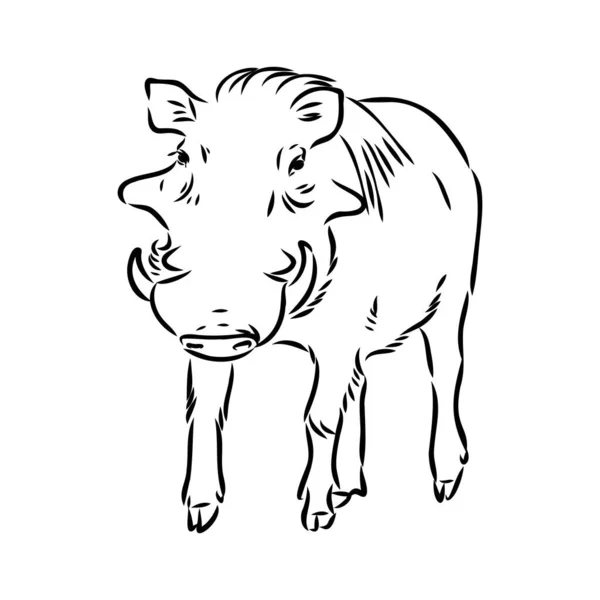 Dibujo de línea vectorial en blanco y negro de un Warthog — Vector de stock