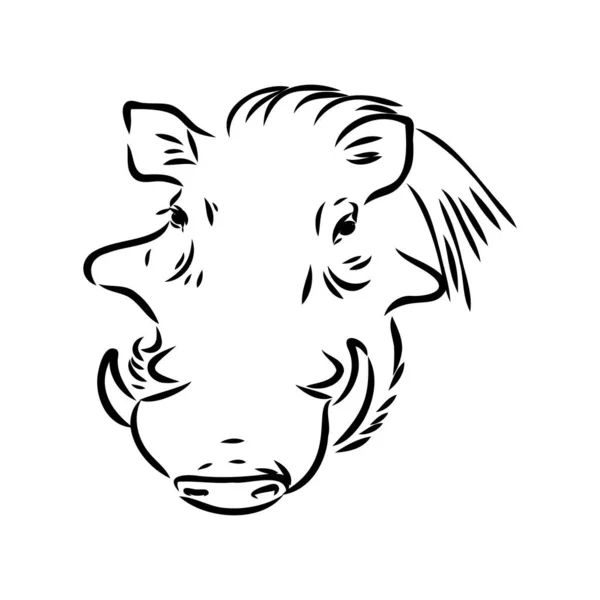 Black and white vector line drawing of a Warthog — Stock Vector