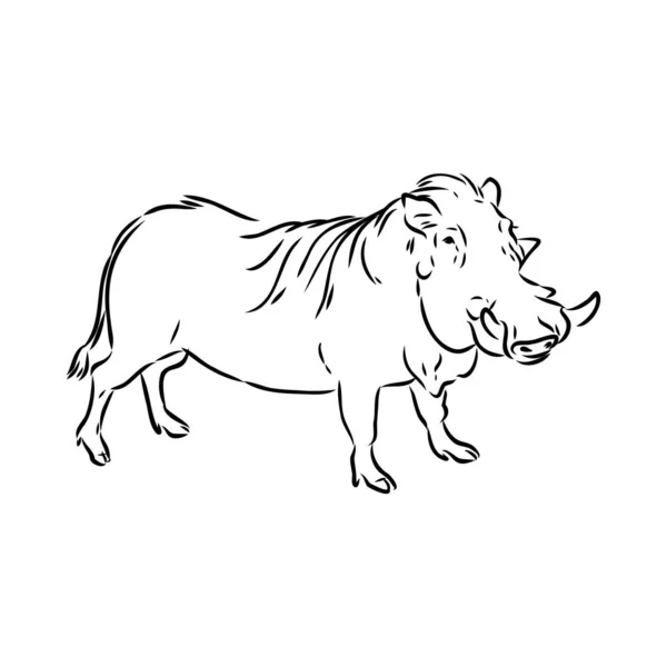 Dibujo de línea vectorial en blanco y negro de un Warthog — Archivo Imágenes Vectoriales