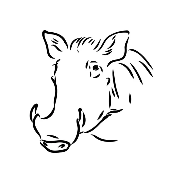 Dibujo de línea vectorial en blanco y negro de un Warthog — Archivo Imágenes Vectoriales