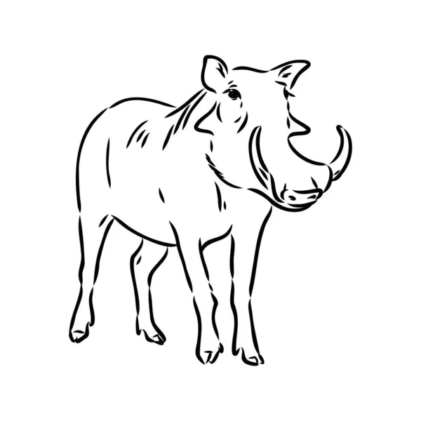 Black and white vector line drawing of a Warthog — Stock Vector