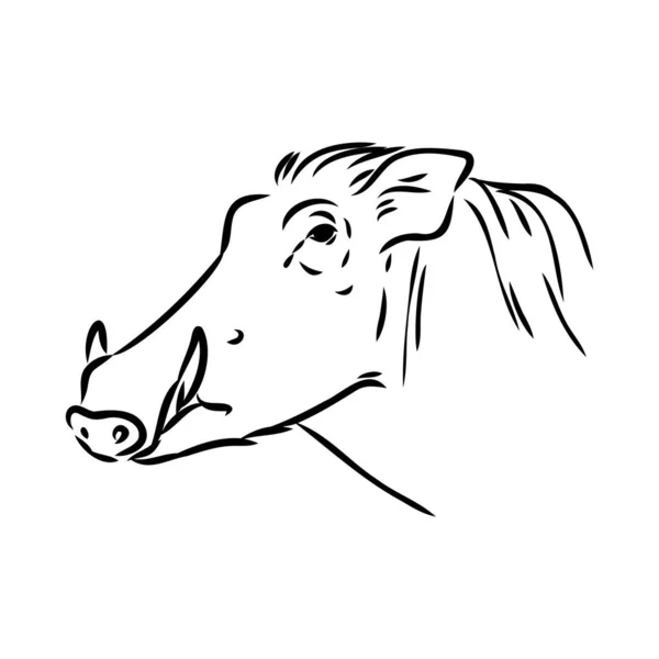 Dibujo de línea vectorial en blanco y negro de un Warthog — Vector de stock