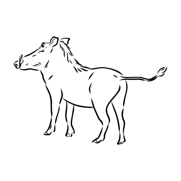 Black and white vector line drawing of a Warthog — Stock Vector