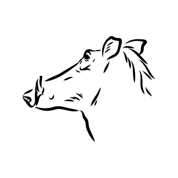 Dibujo de línea vectorial en blanco y negro de un Warthog — Vector de stock