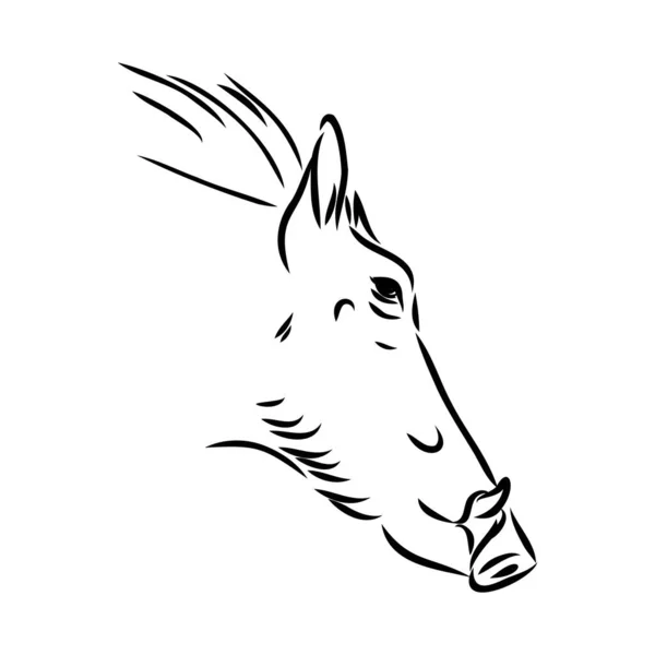 Black and white vector line drawing of a Warthog — Stock Vector