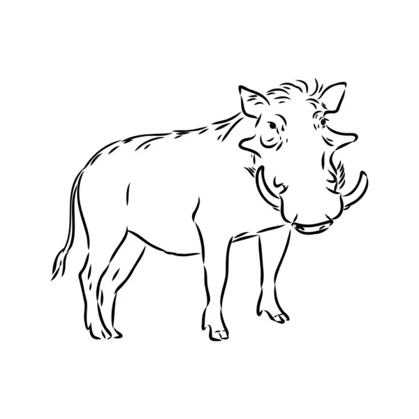 Ασπρόμαυρο διανυσματικό σχέδιο γραμμής ενός Warthog — Διανυσματικό Αρχείο