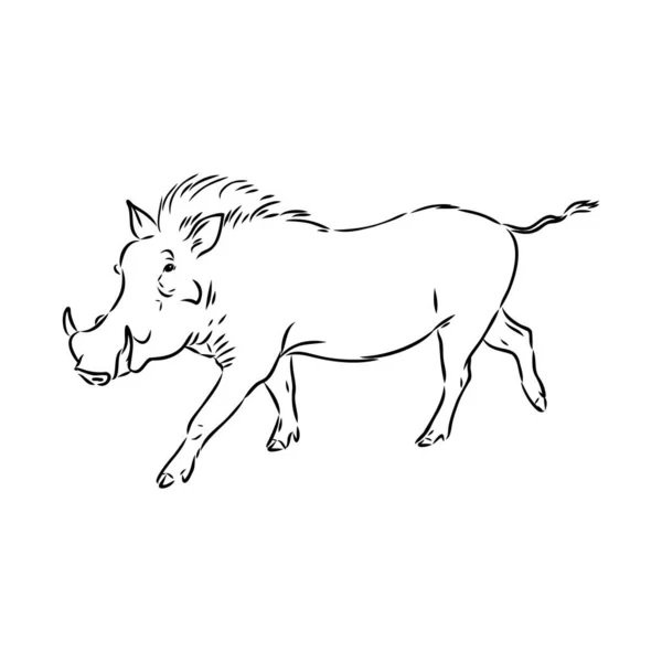 Black and white vector line drawing of a Warthog — Stock Vector