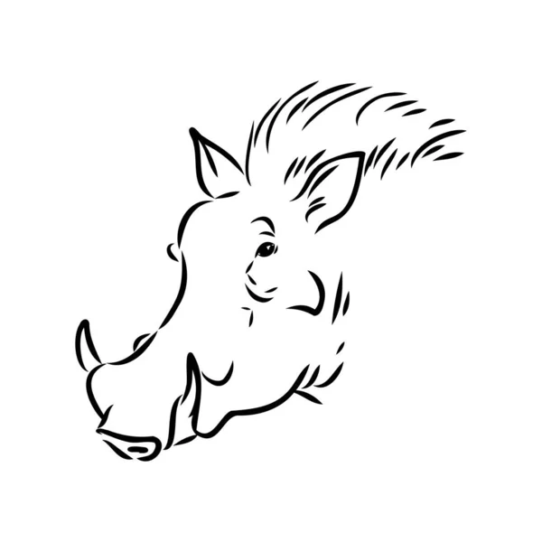 Black and white vector line drawing of a Warthog — Stock Vector