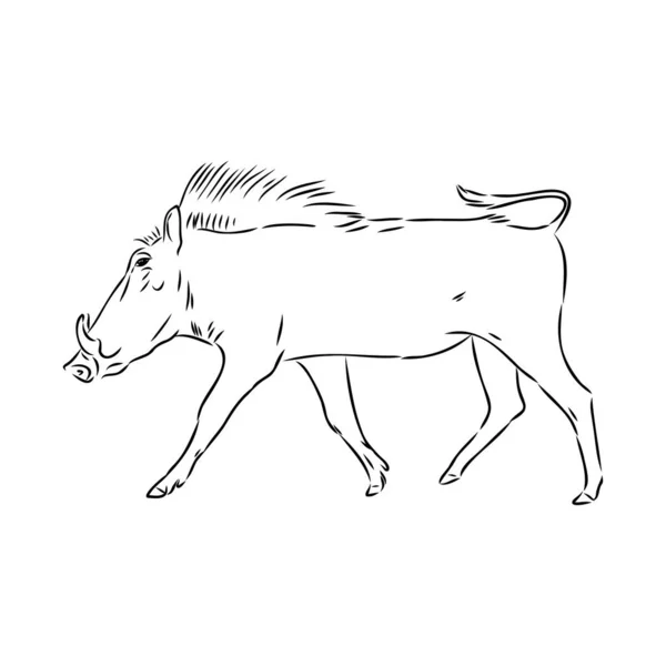 Desenho de linha vetorial preto e branco de um Warthog — Vetor de Stock