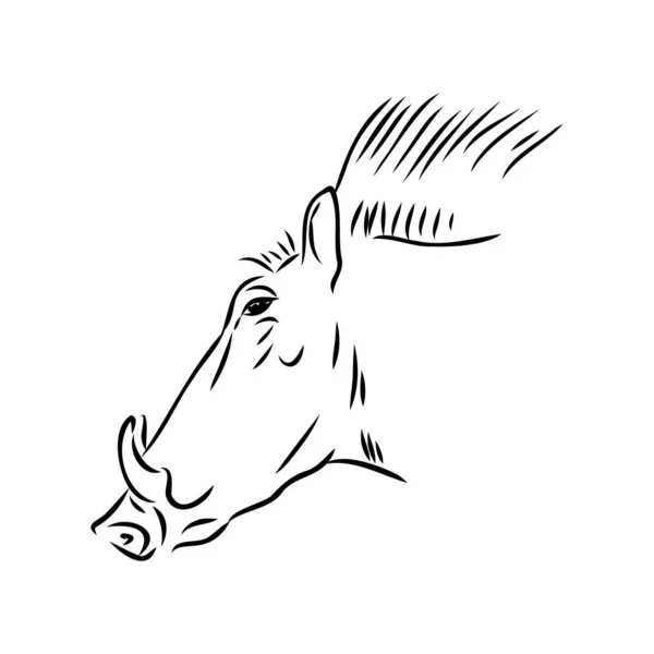Černobílá vektorová čára kresby Warthog — Stockový vektor