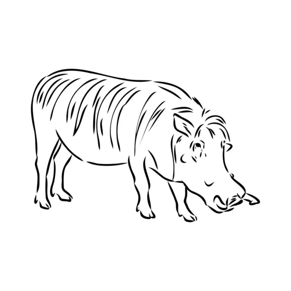 Dessin vectoriel noir et blanc d'un phacochère — Image vectorielle