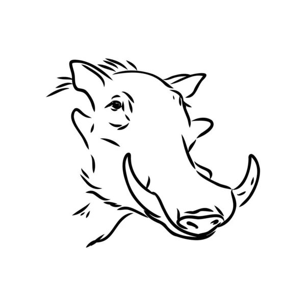 Black and white vector line drawing of a Warthog — Stock Vector