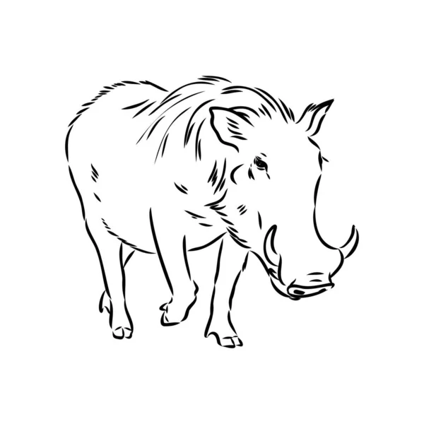 Dibujo de línea vectorial en blanco y negro de un Warthog — Archivo Imágenes Vectoriales