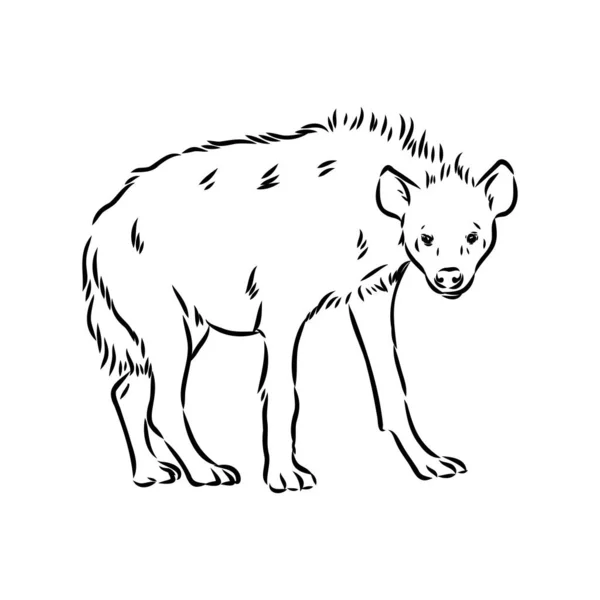 벡터 삽화 , hyena 의 Graphical vintage sketch of hyena — 스톡 벡터