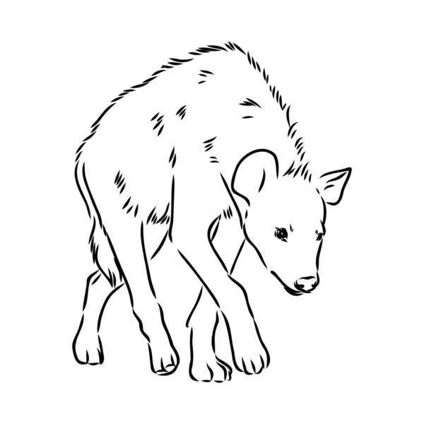 Dibujo gráfico vintage de hiena, ilustración vectorial — Vector de stock