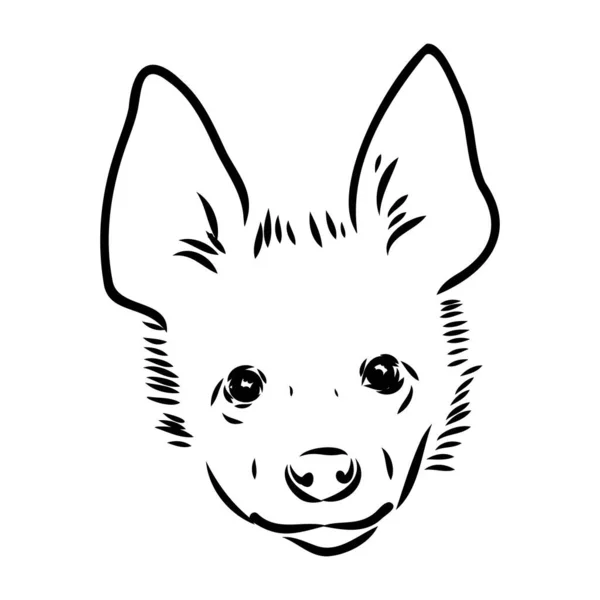 Grafický vinobraní náčrt hyeny, vektorová ilustrace — Stockový vektor