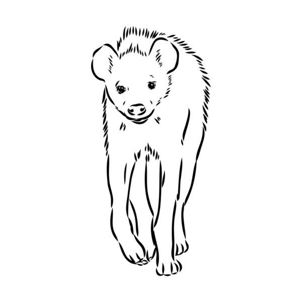 Grafisk vintage skiss av hyena, vektor illustration — Stock vektor