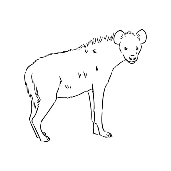 Grafisk vintage skiss av hyena, vektor illustration — Stock vektor